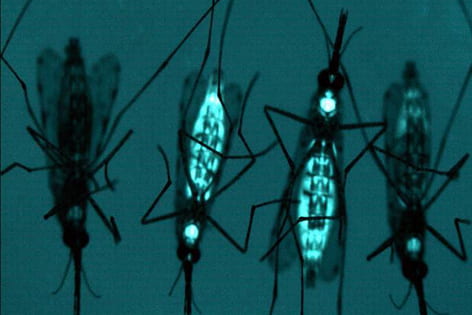 Declaring war on malaria
