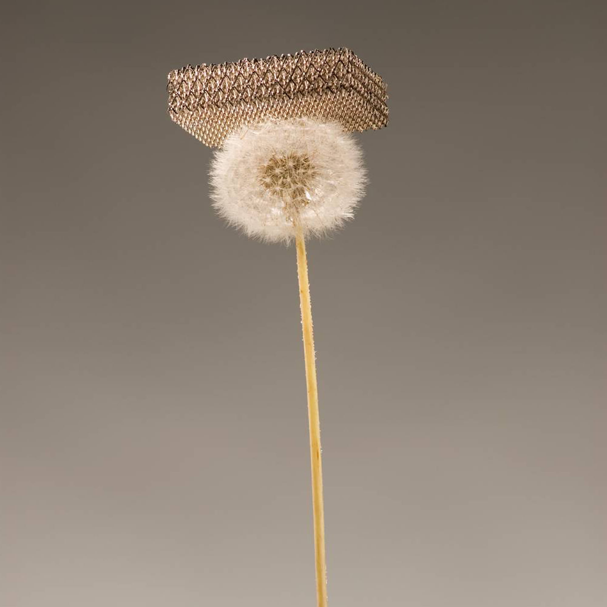 World's lightest metal sitting atop a dandelion fluff