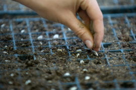 Students plant seeds