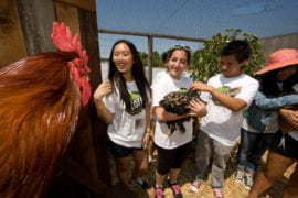 Students meet chickens