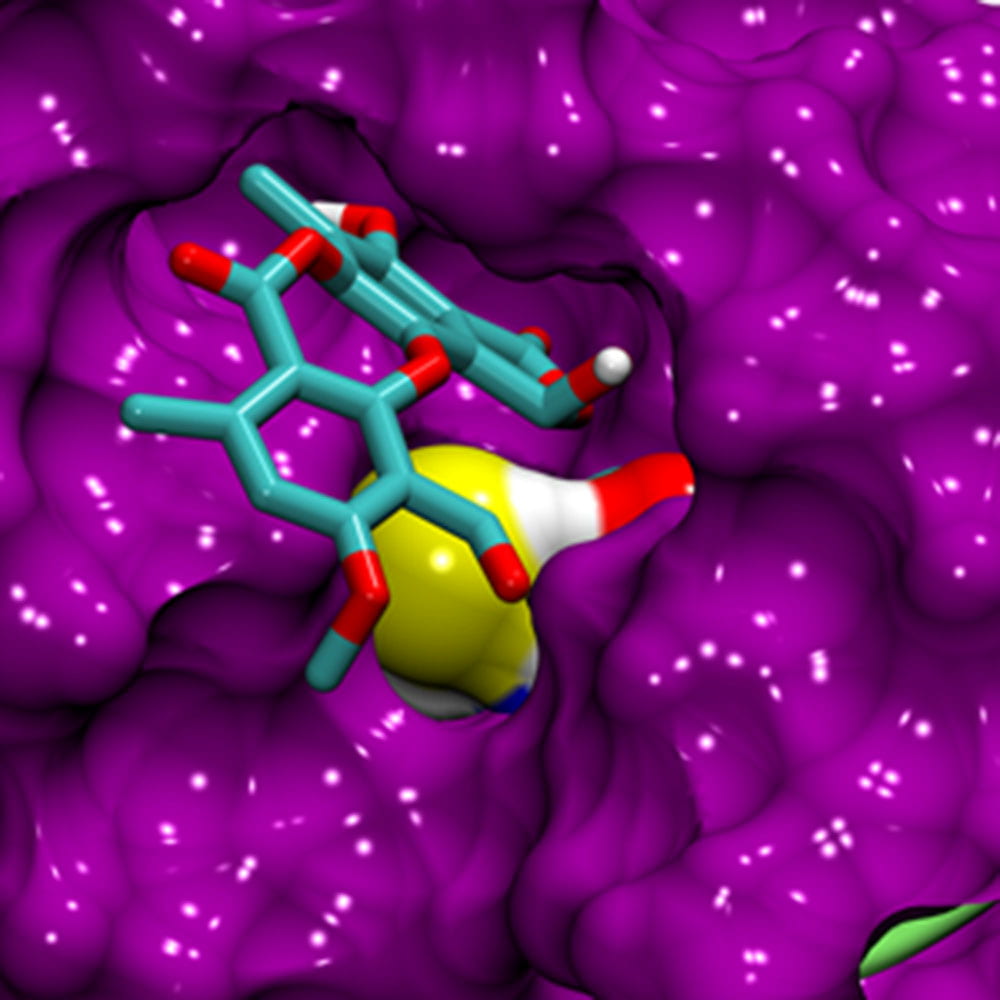 molecular dynamics simulation of p53 and stictic acid