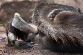 New born giant anteater plays while mom rests