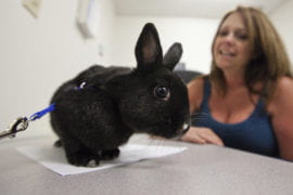 Button, a four-year-old Netherland dwarf rabbit with Paige Chastain