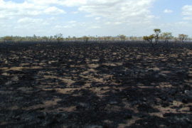 Remnants of a rainforest wildfire