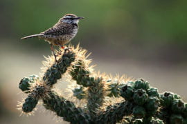 Cactus restoration program is for the birds