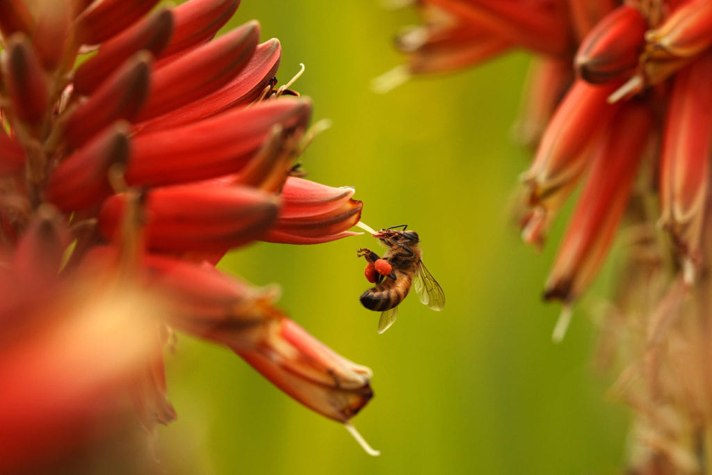A bee harvests a South African aloe at the UCI Arboretum.