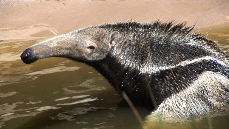 OC welcomes giant anteaters | UCI News | UCI