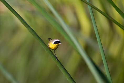 Yellowthroat warbler