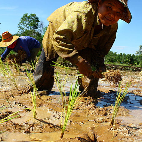 A rice Farmer in Thailand