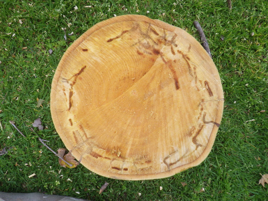 Cut branch from a heavily infested California sycamore