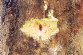 Stained wood from shot hole borer fungal infection on Mexican sycamore.