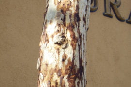 Heavy staining on a Mexican sycamore on the UCI campus.