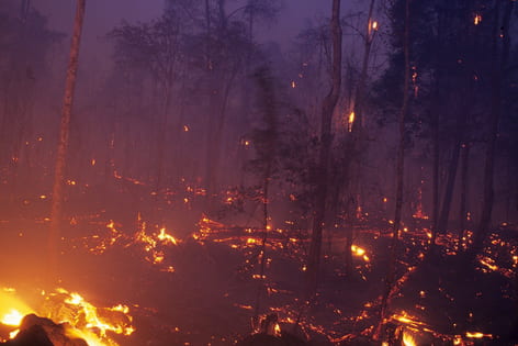 A fire in a tropical peat forest on Sumatra in Indonesia