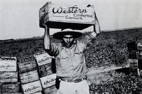 A bracero works the agricultural field