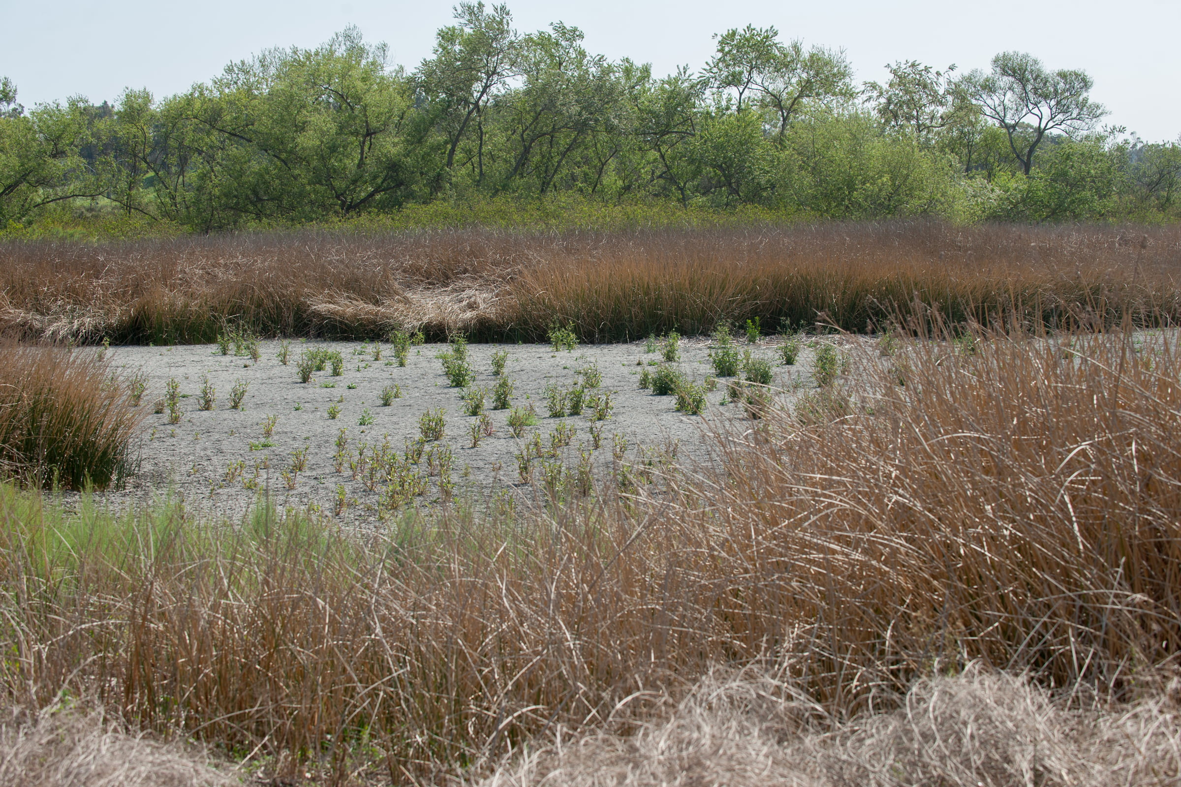 A dried-up pond at the San Joaquin Marsh Reserve near UC Irvine