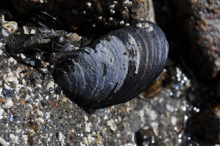 Why are New England’s wild blue mussels disappearing?