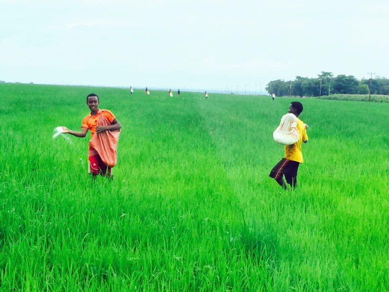 The construction of dams and irrigation of arid areas have been a boon to rice farming in Ethiopia.