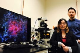 UCI stem cell therapy attacks cancer by targeting unique tissue stiffness