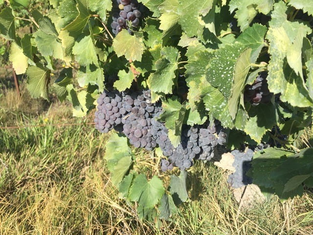 UCI-led genomic study reveals clues to wild past of grapes