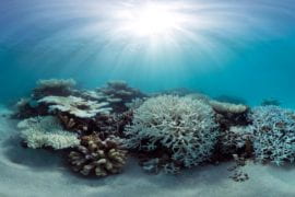 Bleaching of coral reefs reduced where daily temperature changes are large