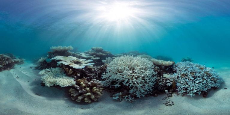 Bleaching of coral reefs reduced where daily temperature changes are large