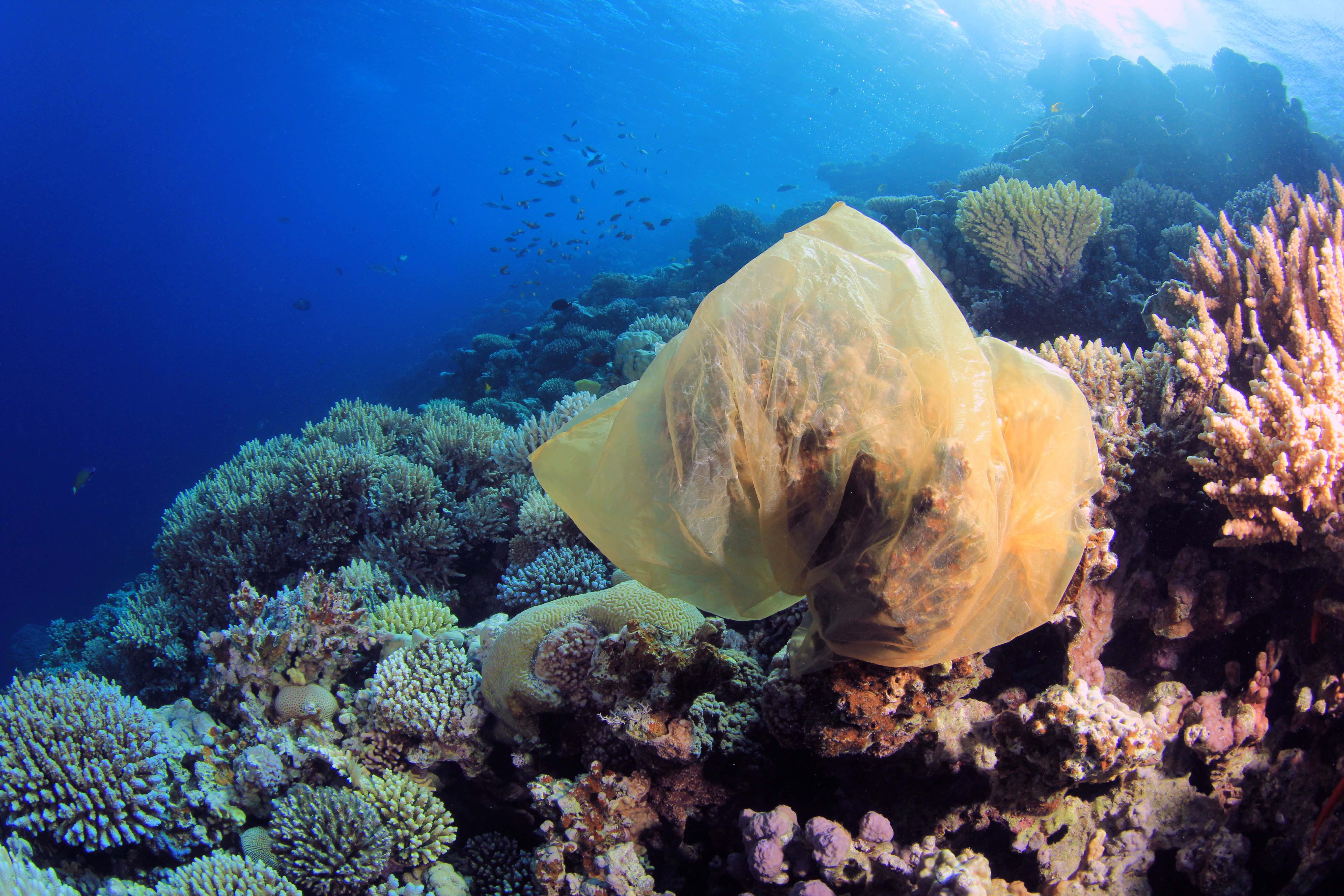 https://news.uci.edu/files/2019/03/Plastic-bag-suffocating-a-coral_shutterstock_75808879_Rich-Carey_Extended-license-agreement-Jan-2018-copy.jpg