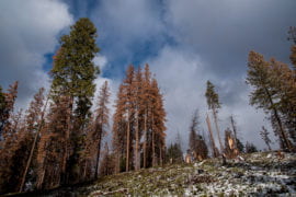 UCI, UC Merced: California forest die-off caused by depletion of deep-soil water