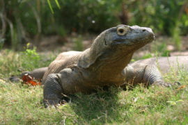 UCI biologist part of team to sequence of the Komodo dragon genome