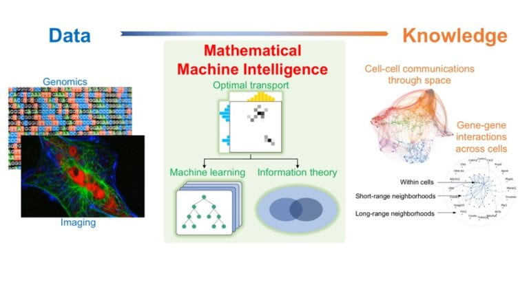 UCI mathematicians use machine intelligence to map gene interactions