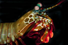 UCI materials scientists study a sea creature that packs a powerful punch