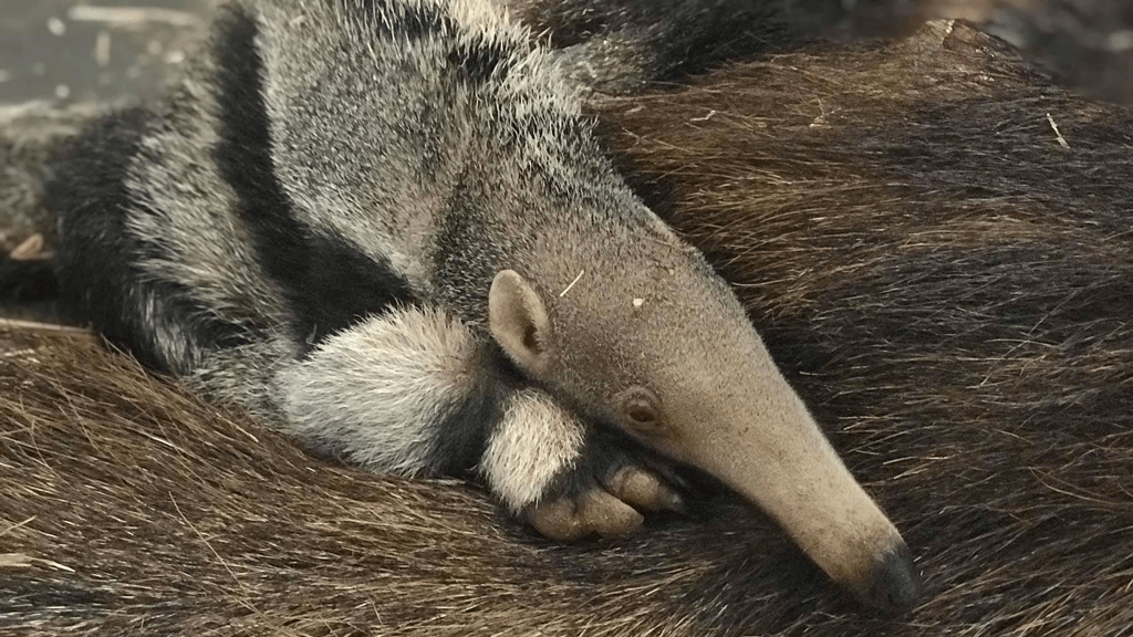 Peter's baby anteater