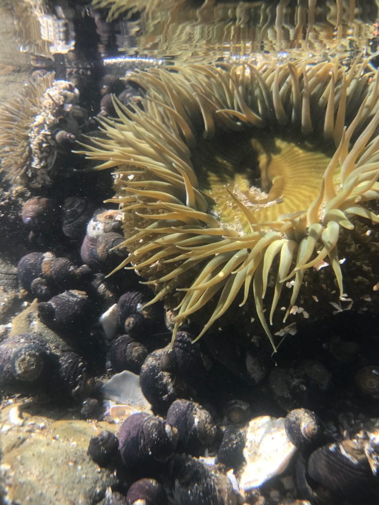 Sea anemones find sweet arrangement with under-skin algae for emergency food source