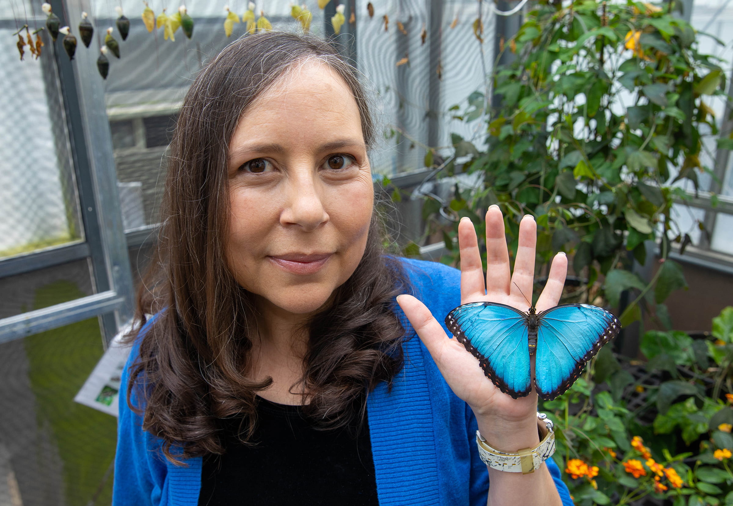 Adriana Darielle Mejía Briscoe, UCI professor of ecology & evolutionary biology with a blue butter fly on her hand.