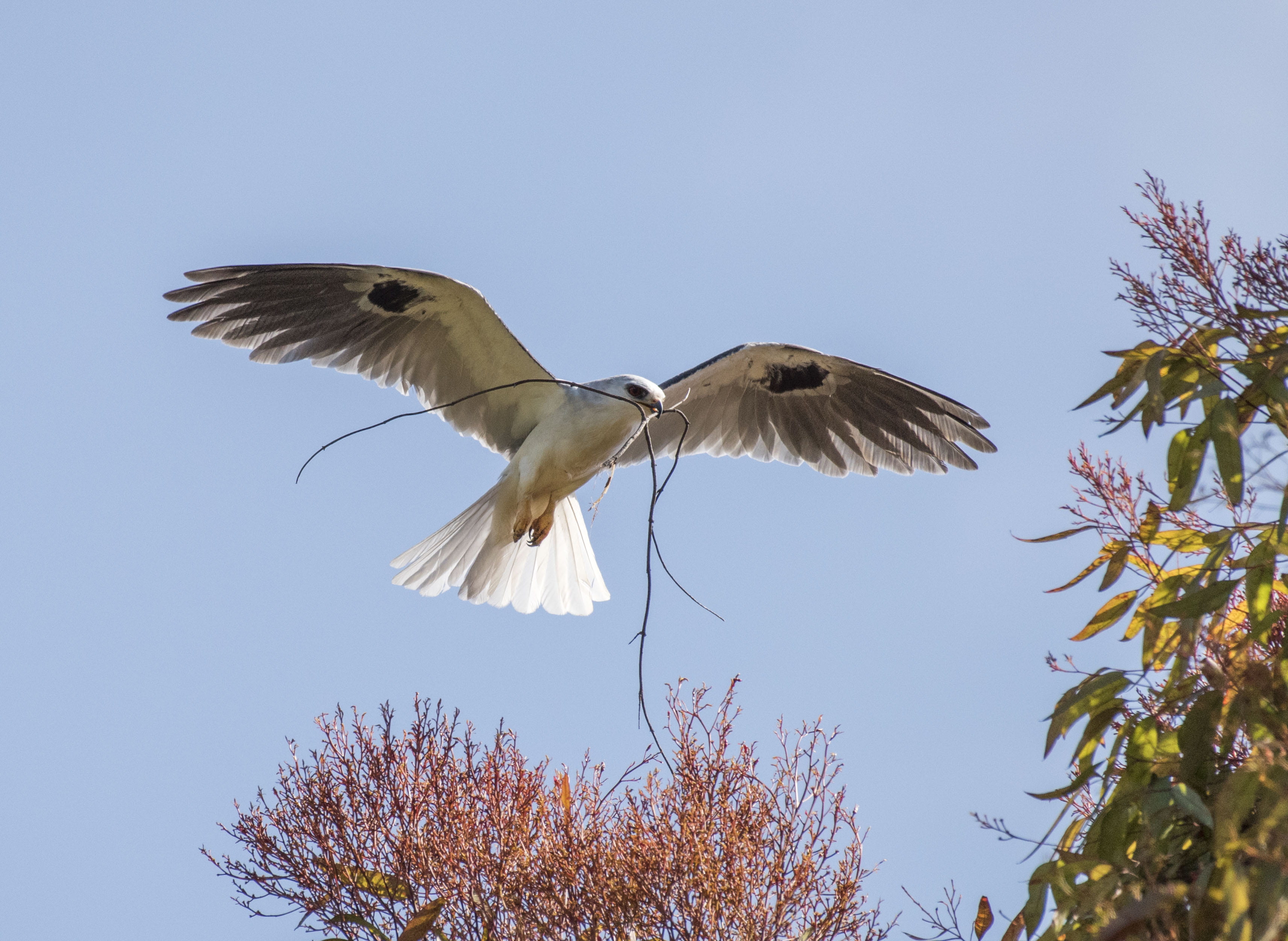 The white-tailed kite bird.
