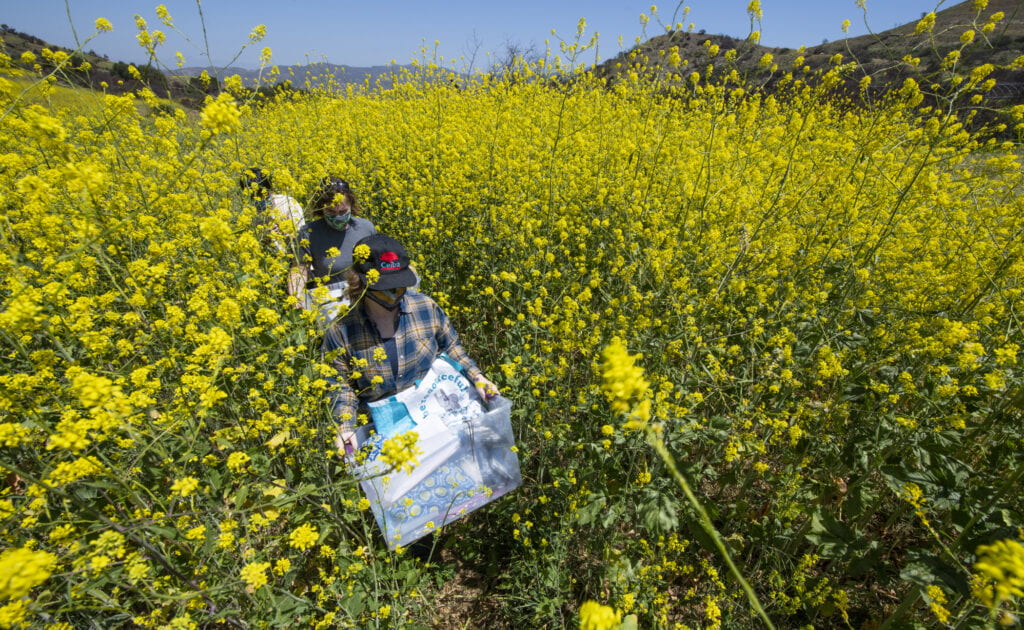Bri Bri Finley, a UCI postdoctoral scholar in ecology & evolutionary biology, and team members make their way through mustard plants to their research plots on Loma Ridge.