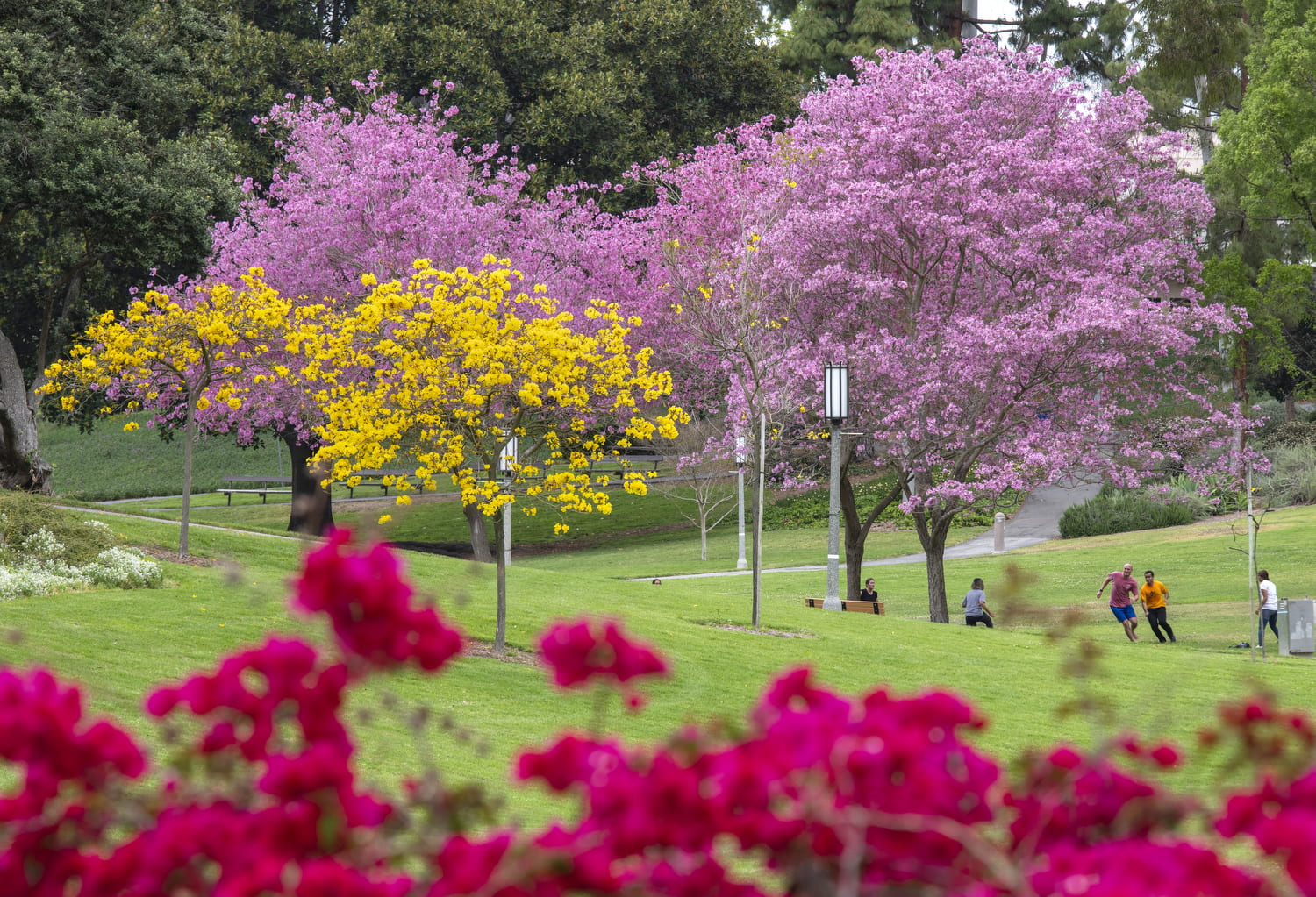 Aldrich Park in springtime blooms red, yellow, and pink