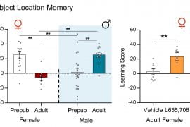 UCI study reveals neurobiological processes occurring during puberty that trigger sex differences in learning and memory