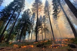 Human-triggered California wildfires more severe than natural blazes