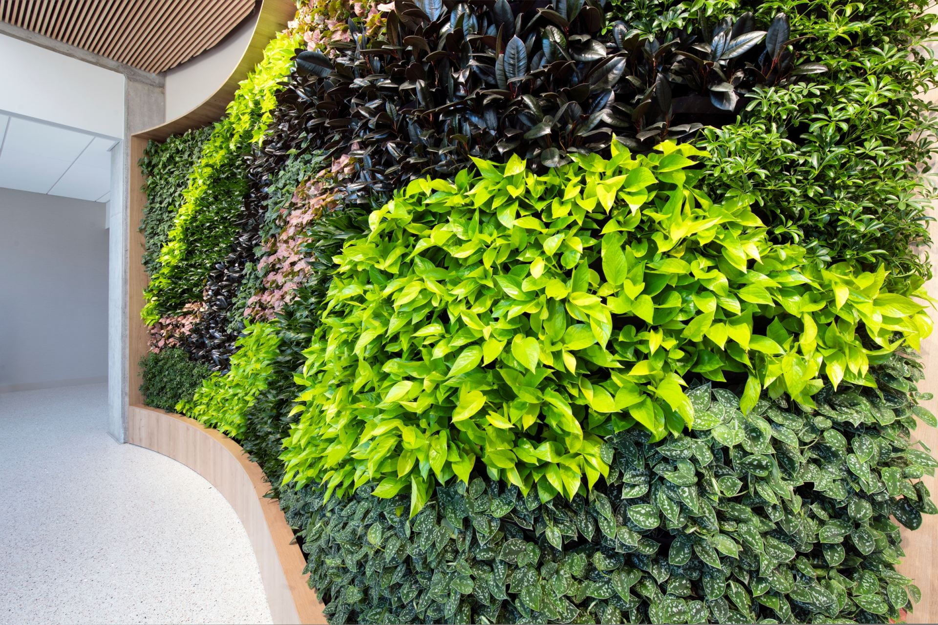 A living plant wall at the Susan Samueli Integrative Health Institute.