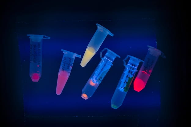 Tiny, DNA-stabilized silver nanoclusters glow under UV light.