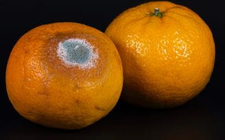 A photograph of two Mandarin oranges, one of which is rotting.