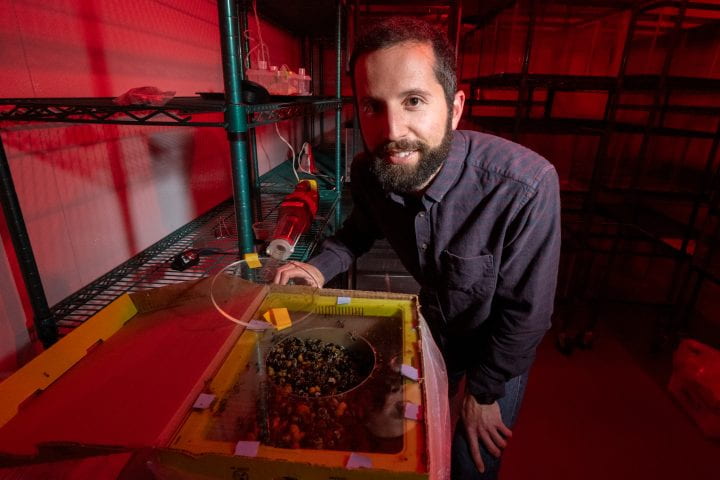 Tobin Hammer, assistant professor of ecology and evolutionary biology, leans over a colony of bumblebees inside a climate-controlled room at UCI. On the shelf by his right arm is a modified hand-held vacuum used to capture escapees.