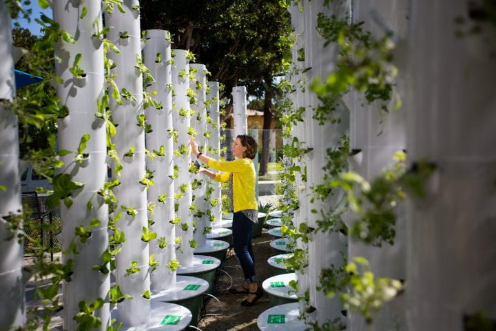 In an aeroponic garden on the patio of The Anteatery, leafy greens and herbs are grown for consumption by hungry UCI students.