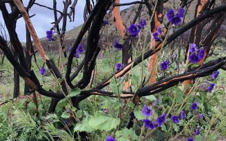 Parry’s Phacelia, a plant with purple flowers, native to Southern California, grows beneath burnt brush.