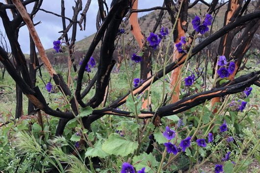 Parry’s Phacelia, a plant with purple flowers, native to Southern California, grows beneath burnt brush.