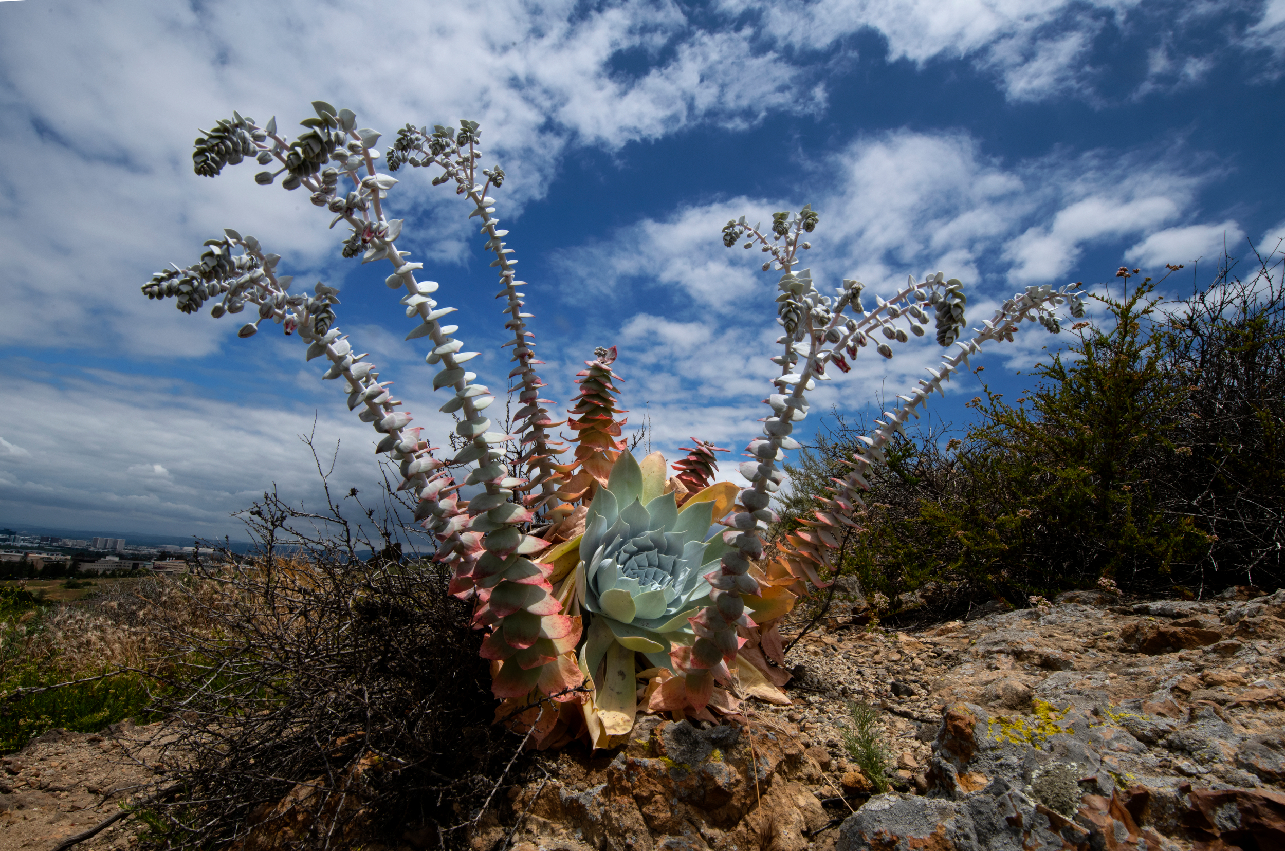 A chalk dudleya, a succulent that looks like it may have inspired a Dr. Seuss illustration, is one of many native plants protected in the UCI Ecological Preserve.