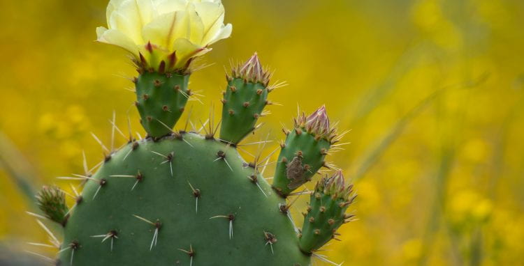 A prickly pear cactus blooms in the 60-acre Irvine preserve.