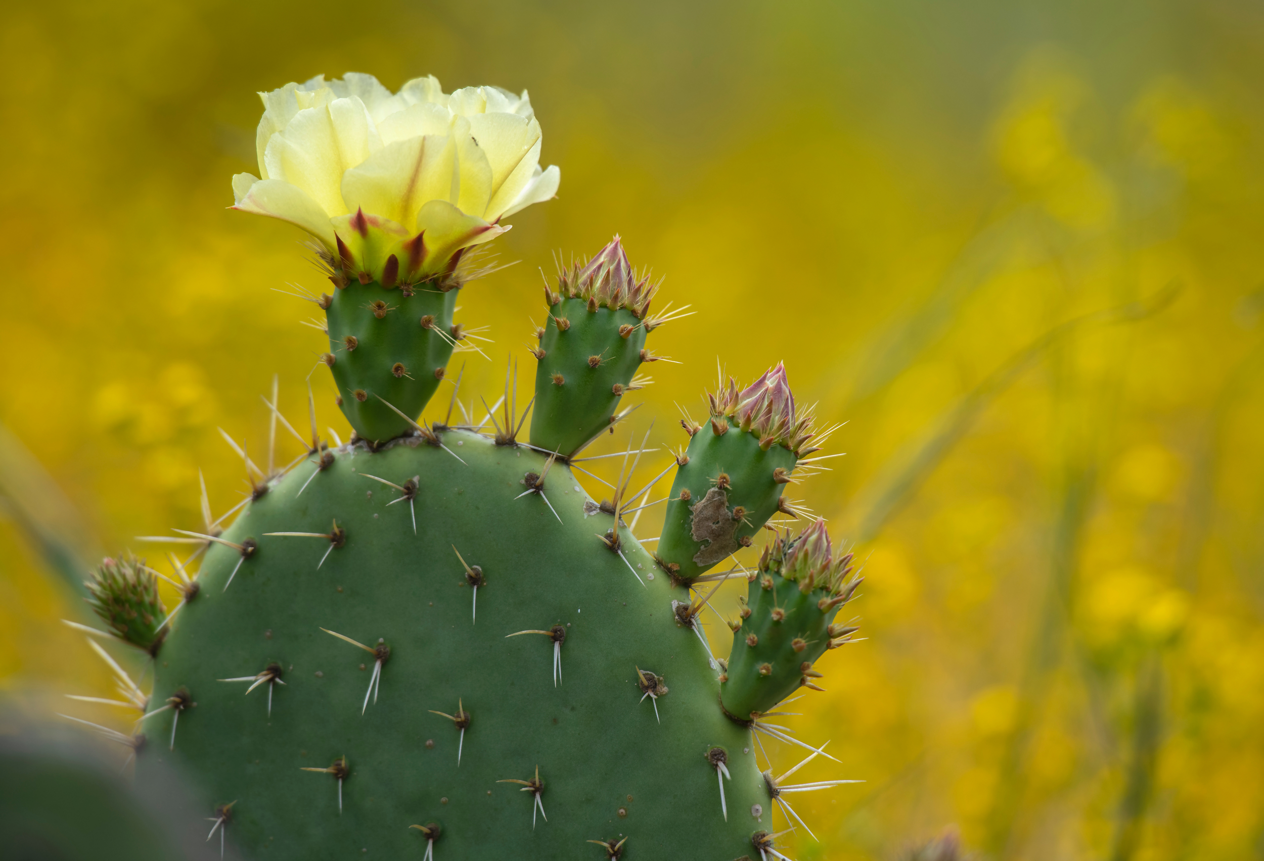 A prickly pear cactus blooms in the 60-acre Irvine preserve.