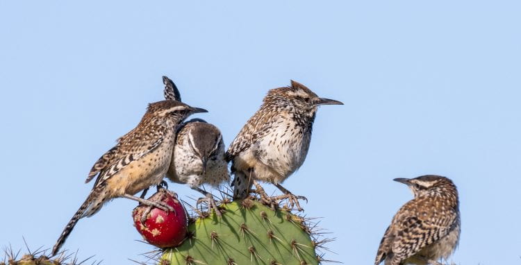 Coastal cactus wrens jockey for position on one of the preserve’s prickly pear cactuses.