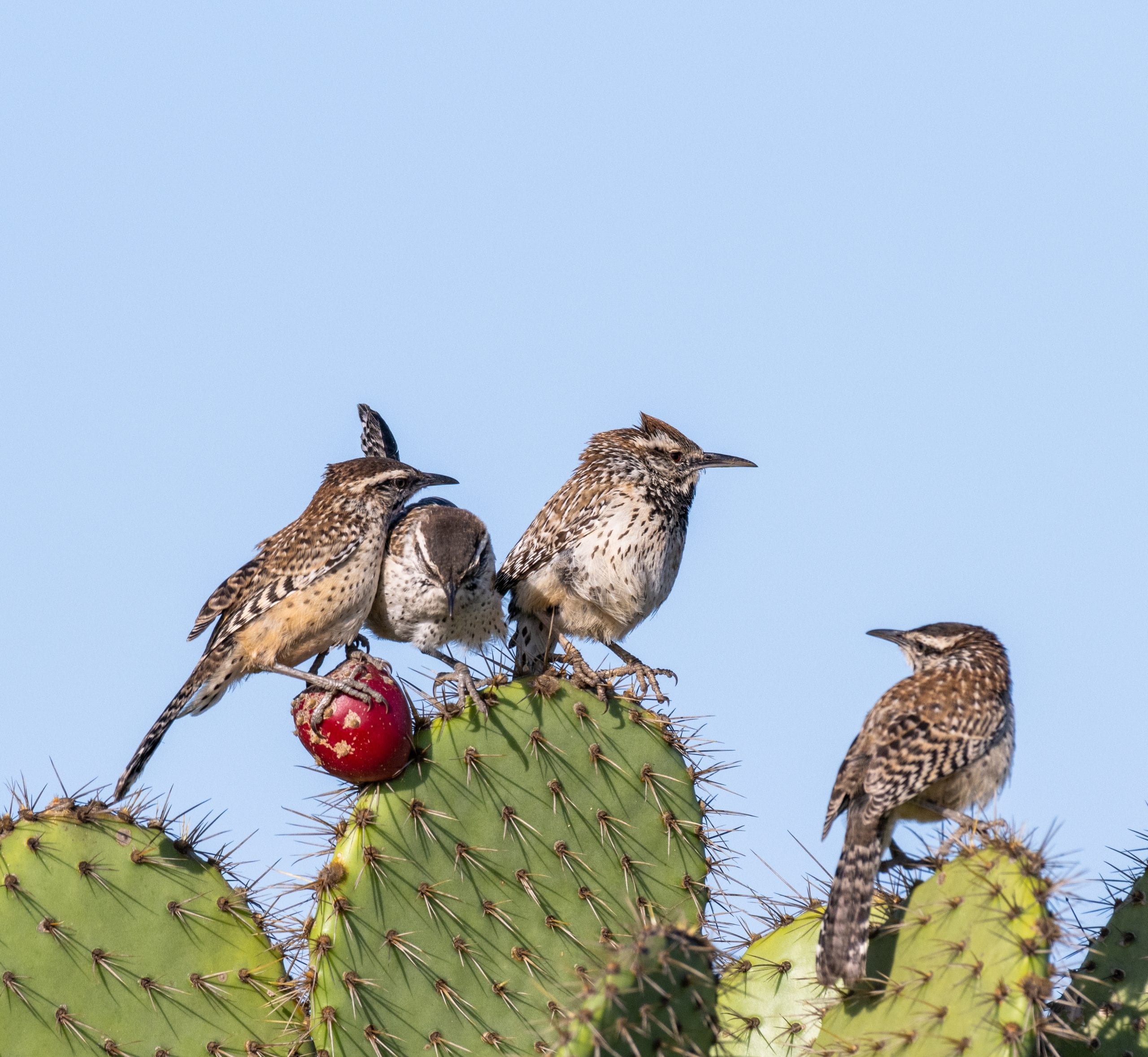 Coastal cactus wrens jockey for position on one of the preserve’s prickly pear cactuses.